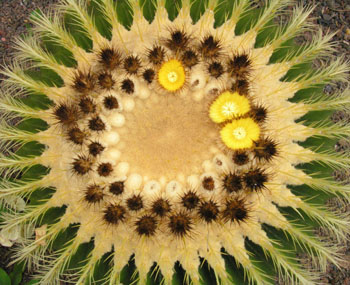 Cactus en fleur jaune