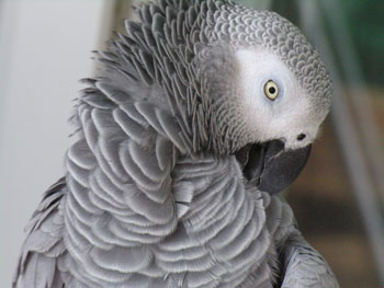 Perroquet Gris du Gabon