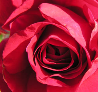 Rose coeur rouge
