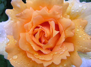 Rose jaune et gouttes d'eau