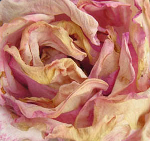 Rose rose sèche